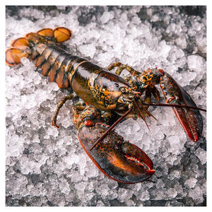 Langostas enteras frescas para compradores internacionales, mayoristas de mariscos y empresas de servicios de alimentos comerciales - Product Image 1