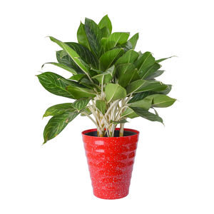Pot de plante en plastique en forme de V de haute qualité durable léger résistant aux intempéries idéal pour les plantes de patio et de jardin de balcon à la maison - Product Image 1