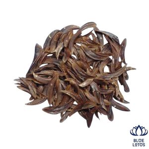 BEST-SELLER Coquille d'opercule de Murex de haute qualité et durable, matériau premium pour parfums, approvisionnement direct usine - Product Image 1