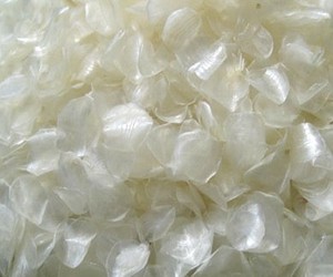 เกล็ดปลาผลิตจากคอลลาเจนเครื่องสำอาง2022/MS Jenny Dang - Product Image 4