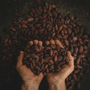 Suministro Directo de Granos de Cacao a Granel, Granos de Cacao Naturales Ideales para Recetas de Chocolate y Preparación de Dulces - Product Image 1