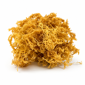 สาหร่ายทะเลแห้ง EUCHEUMA COTTONII - สาหร่ายทะเลสีทองออร์แกนิก ตากแดดธรรมชาติ ซูเปอร์ฟู้ดวีแกน บำรุงผิว/ คุณอลินา - Product Image 4