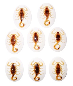 Golden Scorpion Real Specimen <b>Plastic</b> Cabochon Oval 30x40 mm White Flat Bottom for Crafts and Jewelry Making - Product Image 2
