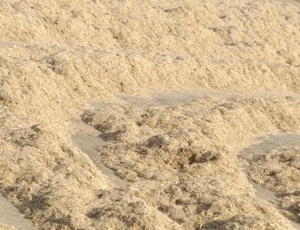 ผงชานอ้อยธรรมชาติ 100% สำหรับชีวมวล / อาหารสัตว์ / ปุ๋ย - ลิอัม +84 865912655 - Product Image 3