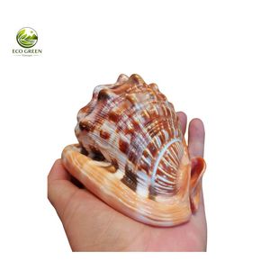 Coquille de mer rouge naturelle de qualité supérieure, décorative, pour maison de plage, mariage, aquarium et décoration artisanale - Product Image 2