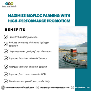 Probióticos de Bacterias Beneficiosas para Acuicultura Biofloc Específicos para Europa, para la Estabilidad de Estanques en Granjas Piscícolas Biofloc - Product Image 3