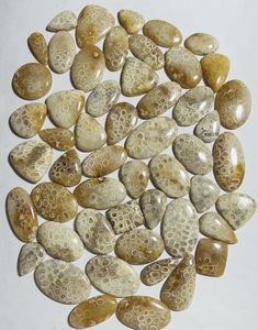 พลอยปะการังฟอสซิลอะกาไทต์ธรรมชาติแบบคาโบชองขายส่ง |   หินลายฟอสซิลทะเลที่ไม่เหมือนใครสำหรับแหวน จี้ ต่างหู - Product Image 1