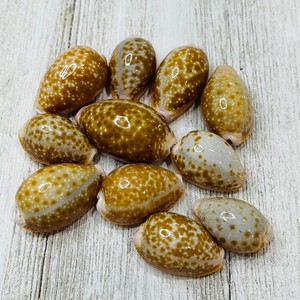 Coquillages décoratifs en gros, coquillages de cauris tigrés naturels, coquillages marins. - Product Image 4