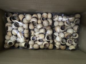 Aromatizante Ecológico para el Hogar con Flores Secas Naturales, Campana de Tamaño Mediano de la India para Decoración con Pétalos de Semillas - Product Image 4