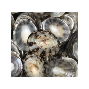 Conchas de Limpet de Alta Demanda: Suministro Global para el Comercio Minorista y Adorno Interior Elegante para Salas de Estar de Lujo - Product Image 2