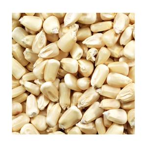 Maíz Amarillo Orgánico Seco de Primera Calidad, Granos Frescos 100% Puros y Naturales para Alimentación de Ganado, Sin OMG, Limpios, Empaque Personalizado - Product Image 4