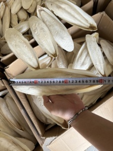 Hueso de Sepia Seco, Hueso de Sepia Picado para Mascotas, Tortugas, Caracoles, Tamaño 10-20mm, Fortificador Natural de Calcio, Exportador de Vietnam - Product Image 2