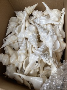 เปลือกหอยสังข์และเปลือกหอยทากธรรมชาติสำหรับงานฝีมือ งานตกแต่งภายใน และอุปกรณ์สำหรับงานศิลปะ - Product Image 2