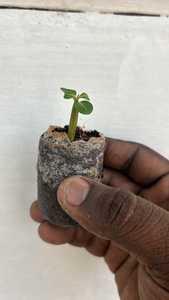 เม็ดพีทสำหรับปลูกพืช รูปแบบบล็อกย่อยสลายได้ทางชีวภาพ - Product Image 3