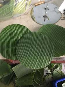 Feuilles de bananier fraîches de qualité supérieure, feuilles vertes naturelles, fournisseur en gros du Vietnam pour l'emballage alimentaire et la restauration - Product Image 4