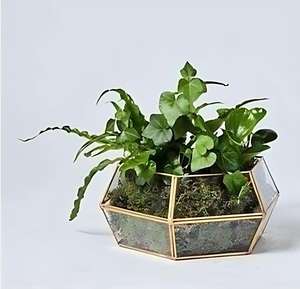 Petit terrarium en verre cristal pour plantes d'intérieur, mini-jardin, arrangements décoratifs créatifs - Vase de table - Product Image 1