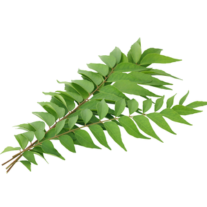 Premium Export Quality Curry Leaves Whole Kamila Awraq Alkari Retail <b>Spice</b> Shelves Clean <b>Label</b> Pantry Range - Product Image 2