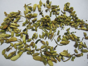 Capullo de Flor de Sophora Seco para Té Herbal, Capullo de Flor Natural, Proveedor a Granel de Vietnam - Product Image 6