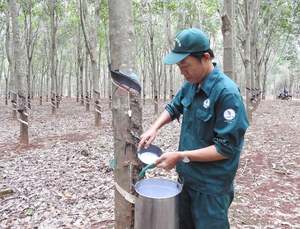 Suministro de exportación de alta calidad de caucho concentrado de látex natural de Vietnam - Product Image 5