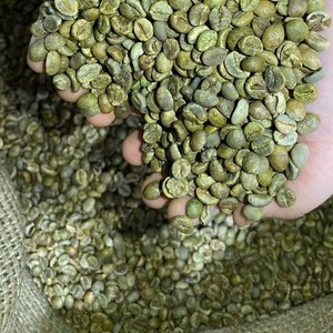 Café Vert Robusta du Vietnam Taille 18 Grains de café bruts Grains de café de spécialité Export en vrac Saveur intense Fournisseur - Product Image 2