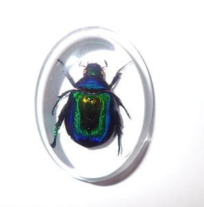 Escarabajo Colorido, Espécimen Real, Cabujón de Plástico Ovalado 31x41 mm, Base Plana Transparente, Marca NA Moderna para Manualidades y Joyería - Product Image 1