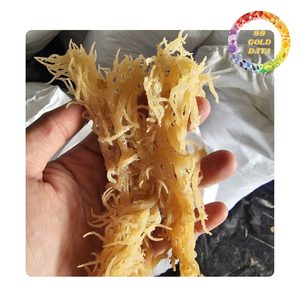สาหร่ายเวียดนาม Eucheuma Cottonii อบแห้งสำหรับการผลิตคาร์ราจีแนน การทำเจล และการใช้ในอาหาร |   คุณภาพส่งออก - Product Image 2