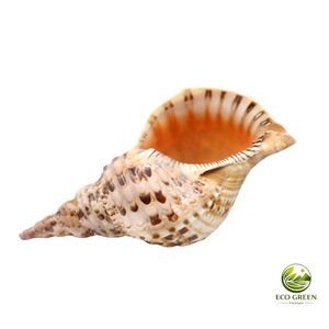 Concha de Tritón Natural Decorativa, Concha de Mar Grande, Concha de Caracol, Decoración Oceánica, Regalo de Playa, Decoración de Playa - Product Image 2