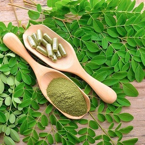 Poudre de feuilles de Moringa, superaliment végétal à base de plantes, riche en nutriments, 99% pur, qualité alimentaire, marque WARRLY, export en vrac, vitamine - Product Image 6