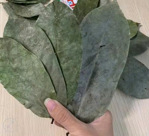 Premium Vietnam Dried Soursop Leaves for Herbal <b>Infusion</b> <b>Tea</b>, Detox Drinks and Traditional Herbal - Product Image 1