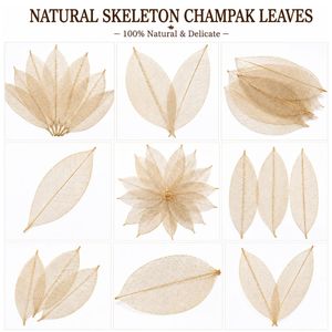 AQUA VRIKSHA Premium Natural Skeleton Champak Leaves for Crafts, Decoration, Resin Art & Floral Arrangements|11-15 CM|Pack of 30 - Product Image 3