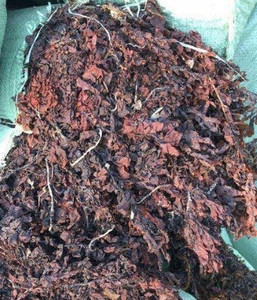 Musgo Irlandés Premium de Vietnam para el Apoyo Inmunológico, Suplemento Dietético, Exportación a Granel a EE. UU. y la UE - Product Image 6