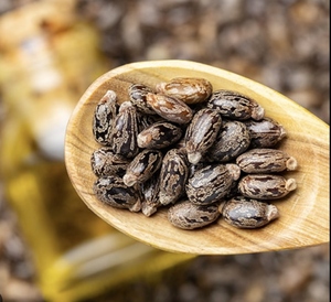 Graines de ricin de qualité supérieure |   Graines de ricin Ricinus Communis |   Conteneur de teneur élevée en huile 48-52% |   Exportation en gros Inde - Product Image 1