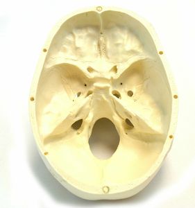 Modelo Anatómico de Cráneo Humano de PVC de Tamaño Real para Uso Médico Hospitalario con 1 Año de Garantía - Product Image 4