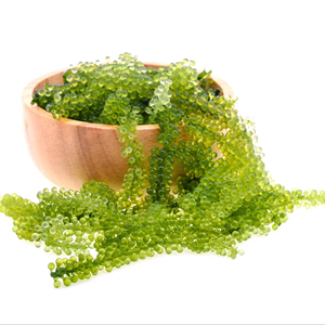 Uvas de Mar para Exportación al por Mayor |   Empaque de 50 g a 1 kg - Product Image 1