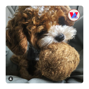 BEST SELLER Premium Coir Chew Ball Natural Coconut Fiber Toy Husk Sphere For Rabbit Hamster Pet Dental Health Molar Grinding - Product Image 1