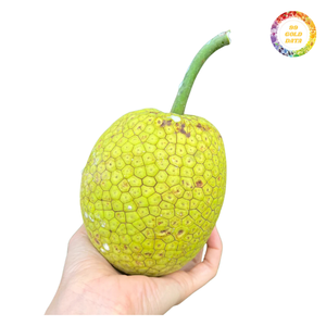 ชิ้นขนุนแช่แข็งพรีเมียม พื้นผิวเรียบเนียนและรูปลักษณ์เป็นธรรมชาติ - Product Image 3