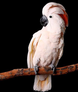 Moluccan Cockatoo Birds for Aviculture Breeding Ornamental Bird Farms <b>Aviaries</b> and Wholesale Supply - Product Image 2