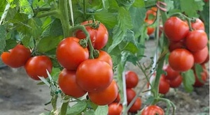 Tomates Cherry Redondos Frescos y Orgánicos para Venta al por Menor y Uso en la Cocina - Product Image 2