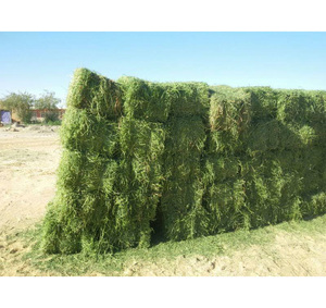 Heno de Alfalfa de Alta Calidad en Pacas, Rico en Proteínas para la Nutrición de Caballos, Ganado Vacuno y Ovejas - Product Image 6