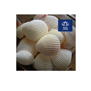 Conchas Marinas Ecológicas, Seguras y Limpias, Ideales para Decoración de Eventos y Fabricación de Velas, Precio Directo de Fábrica - Product Image 1