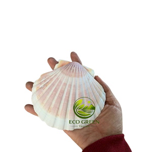 Colección de Conchas Naturales de Vieira Premium para Decoración Costera, Manualidades y Exhibiciones con Temática de Playa - Product Image 1