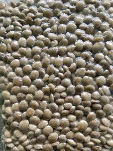 BAJO PRECIO SACHA SACHI INCHI TUERCA HACER ACEITE DE VIETNAM/Sra. Lima - Product Image 5