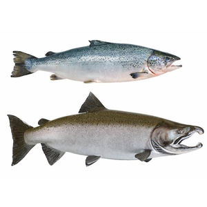 Salmón Fresco Congelado al por Mayor de Fábrica Natural Fresh, Precios de Salmón Fresco - Product Image 2