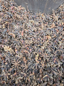 Anis étoilé entier séché, épices naturelles brutes, origine Vietnam, pour la cuisine et l'assaisonnement - Product Image 5
