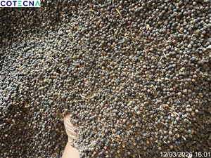 พริกไทยดำเวียดนาม ทำความสะอาดแล้ว |   500-600กลัลลิตร |   รูปทรงกลม, เมล็ดพืชดิบ |   ขนาด 1 มม.-3 มม. (จอยซ์) - Product Image 4