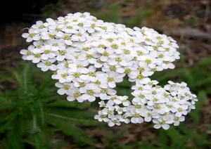 1KG Yarrow (Achillea Millefolium) Essential Oil Pure Natural Steam Distilled <b>Flower</b> Herbal Oil for Cosmetics Formulations- India - Product Image 3