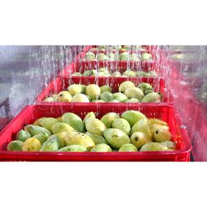 Distributors Carbonated Mango Juice Drink 330ml <b>Slim</b> Can OEM Vietnam CO2 <b>Water</b> - Product Image 2