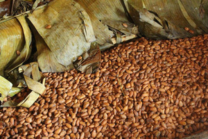 Cocoa <b>Beans</b> Vietnam Factory Premium Quality Fermented Dried Cocoa <b>Beans</b> Bulk Supply for Chocolate Making and Export - Product Image 2