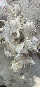 โรงงานเวียดนาม จำหน่ายเปลือกหอยทะเลธรรมชาติ รวมเปลือกหอยสองครีบ เปลือกหอยสังข์ เปลือกหอยเชลล์ สำหรับงานตกแต่ง งานฝีมือ จำหน่ายส่งออกจำนวนมาก - Product Image 2