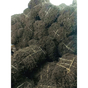 Hojas de hierba negra deshidratadas para hacer postres de gelatina de hierba y bebidas herbales refrescantes, materia prima de alta pureza - Product Image 3